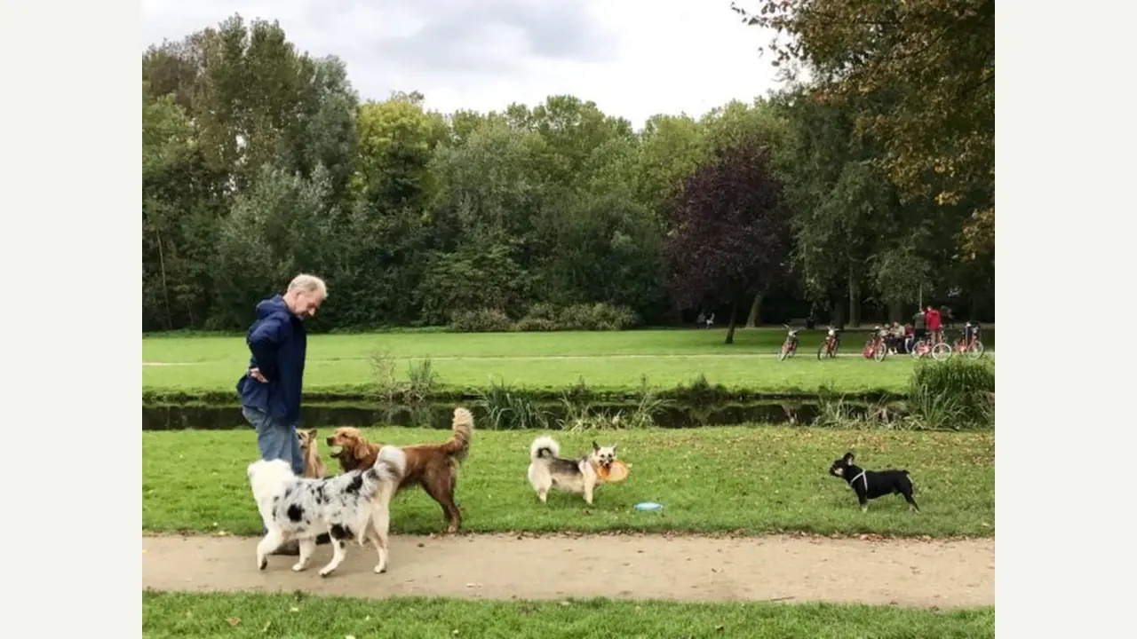 Прогулка с собаками у воды в амстердамском парке Vondelpark