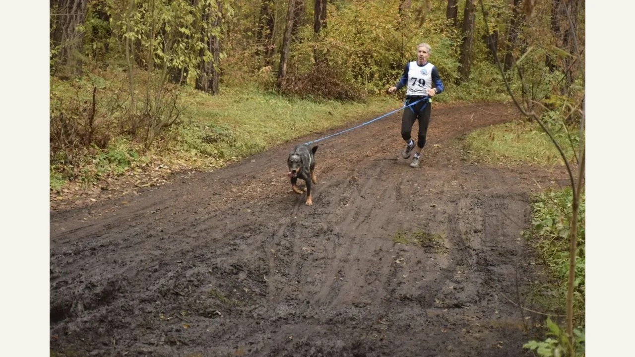 Спортсмен с собакой на осенней лесной трассе чемпионата России РКФ по каникроссу, октябрь 2026